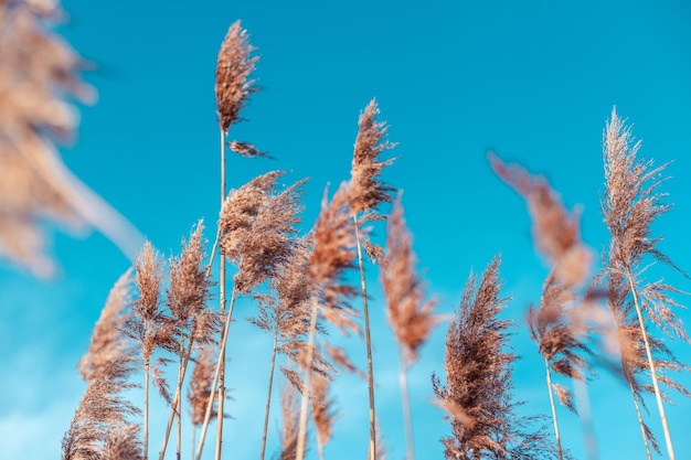 Cortaderia selloana moviéndose en el viento. Fondo natural abstracto de plantas suaves sobre cielo azul, telón de fondo de naturaleza tranquila. Enfoque suave, fondo borroso