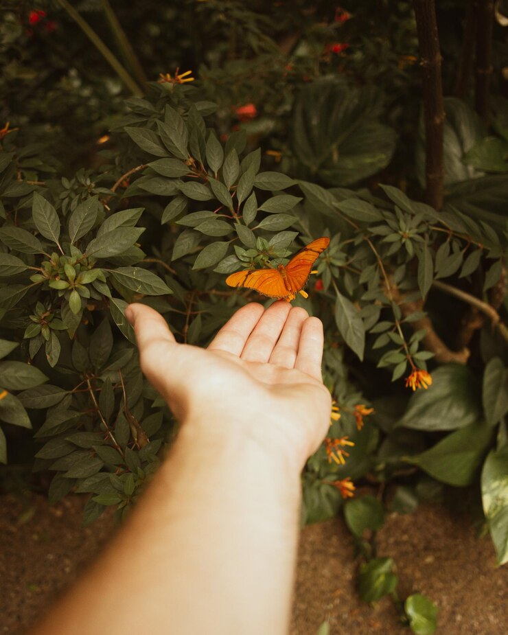 Foto cortado à mão por borboleta na planta