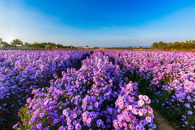 Foto cortador campo flor floreciendo