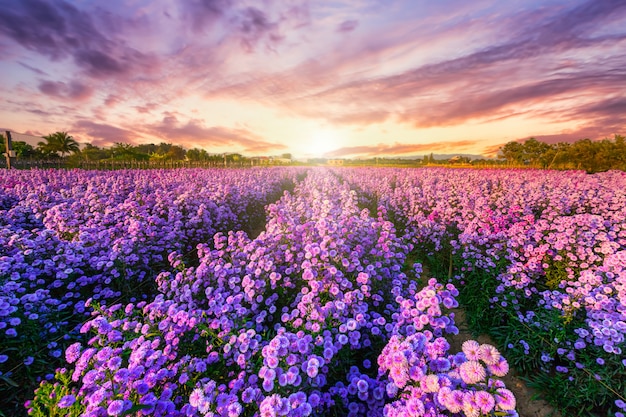 Cortador campo flor florescendo