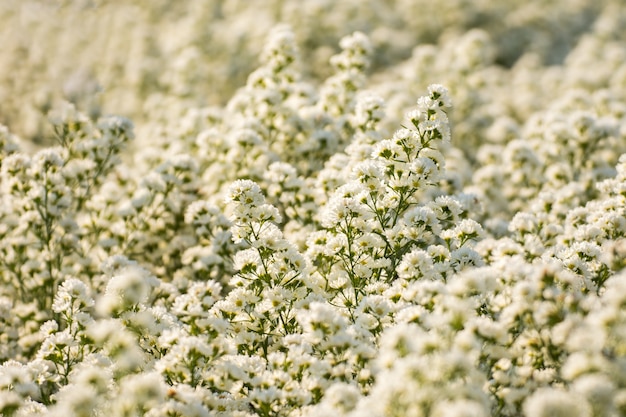 Cortador de áster branco ou flor margaret no jardim pela manhã | Foto  Premium