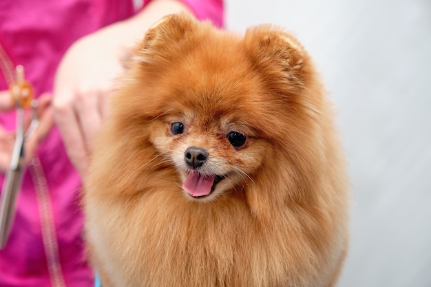 Cortador de cabelo feminino pomerânia cão em cima da mesa. processo de corte final do cabelo de um cão com tesoura. salão para cães.