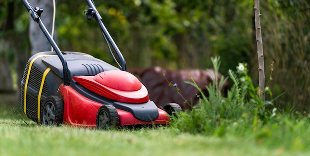 Cortador de grama em um gramado na jardinagem do jardim Máquina vermelha com tanque para grama Conceito de jardinagem