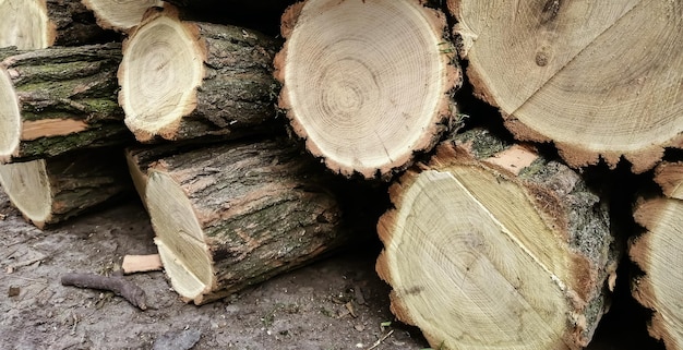 Cortando un árbol Los troncos de los árboles están apilados troncos de madera aserrada