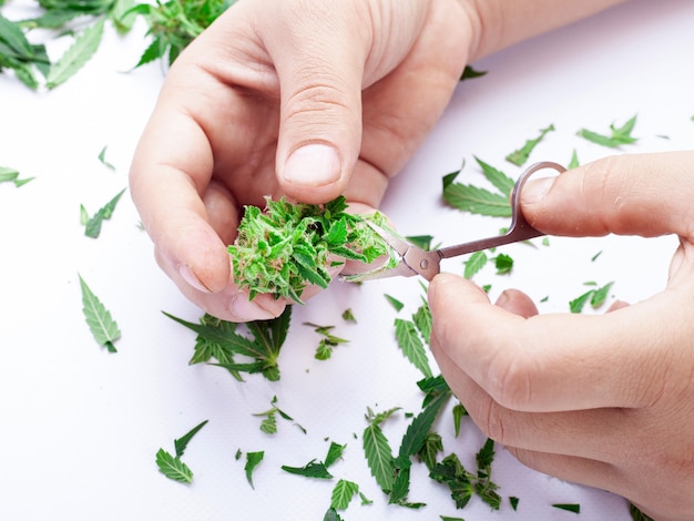 Cortando botões de maconha, podando pequenos botões autoflores.