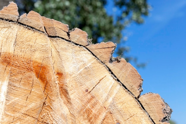 Cortar un árbol de cerca