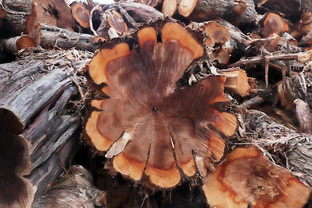 Cortar árboles en el bosque