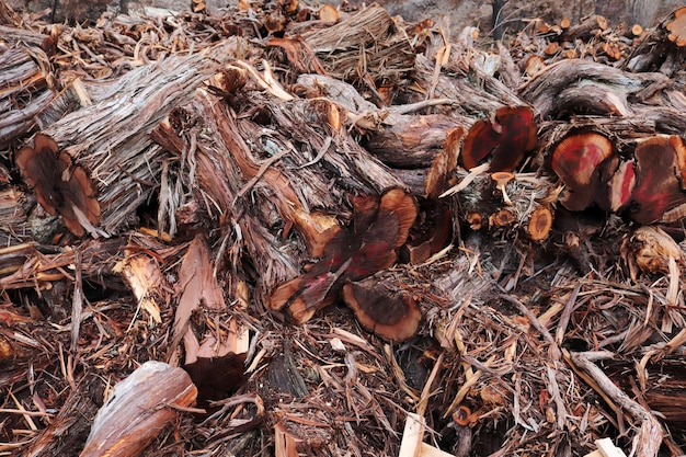 Cortar árboles en el bosque