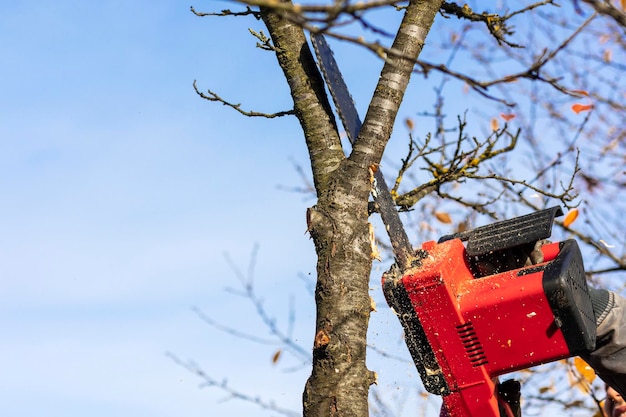 Cortar árboles con motosierra en el fondo del cielo Servicios de eliminación de árboles Jardinero corta ramas de árboles