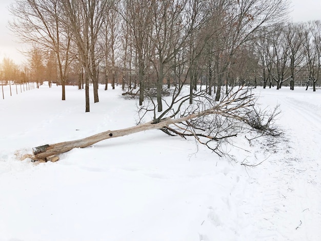 Cortar árboles muertos en el parque en invierno