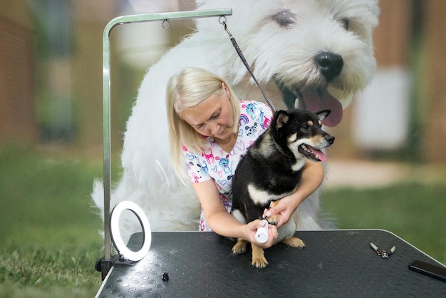 Foto cortar as unhas dos cães cuidados dos cães