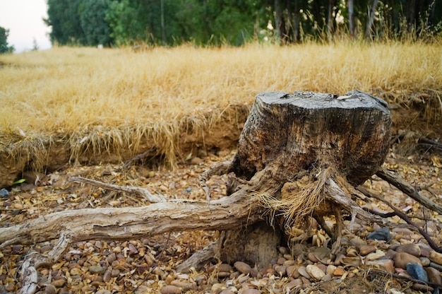 Cortar la base del árbol