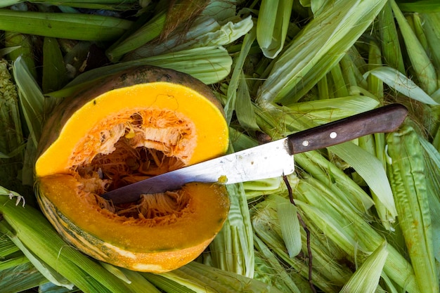 Cortar calabaza y cuchillo en hojas de colza