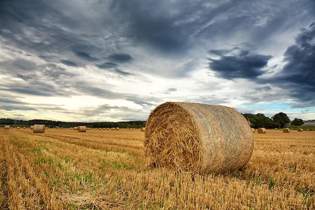 Cortar campo