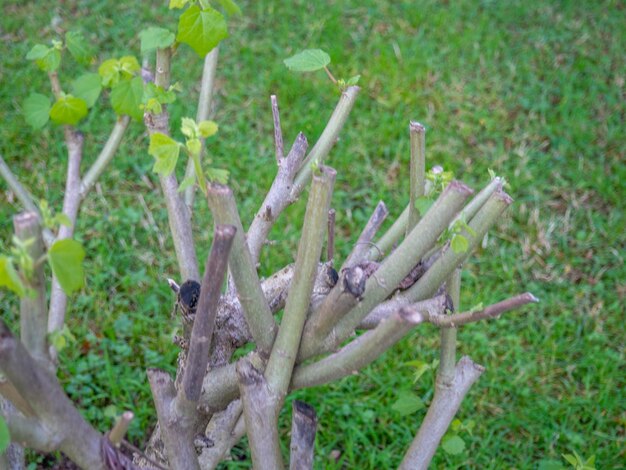 Cortar galhos de um arbusto no parque Depois que os jardineiros trabalham Esverdeando a cidade Preparando a planta para o inverno