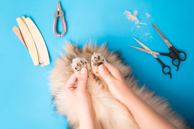 Foto cortar las garras y el corte de pelo de las patas del perro en casa cuidado del perro pomeranian