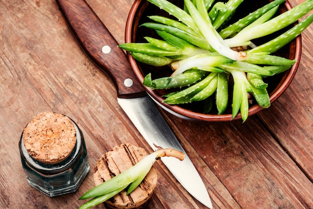 Cortar la hoja de aloe