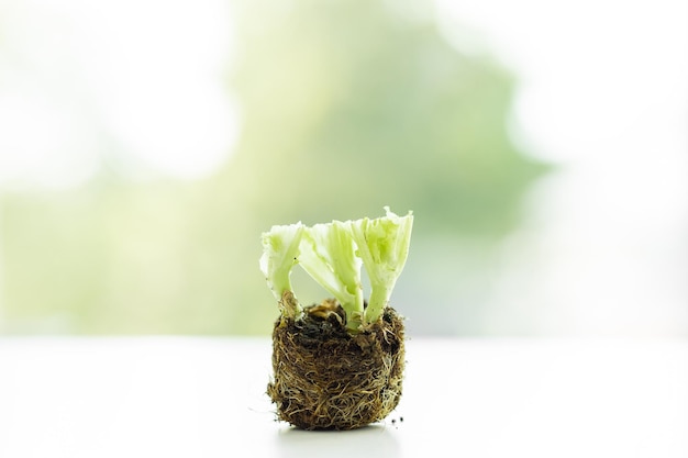 Cortar hojas de lechuga sobre un fondo blanco.