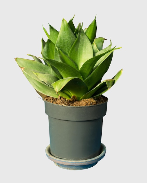 Cortar la planta de sansevieria en una maceta decoración del hogar aislada