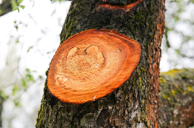 Cortar rama del árbol Tronco de madera Primavera en el campo