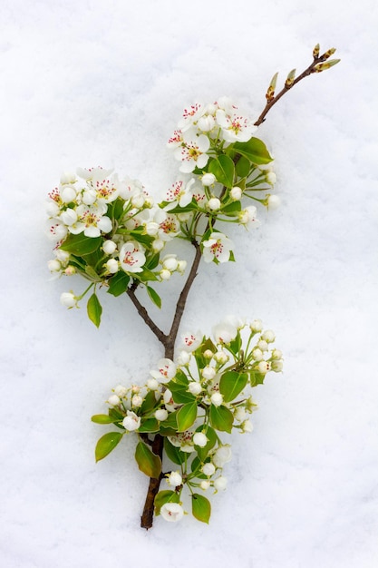 Foto cortar la rama en flor de los árboles de pera en la nieve blanca