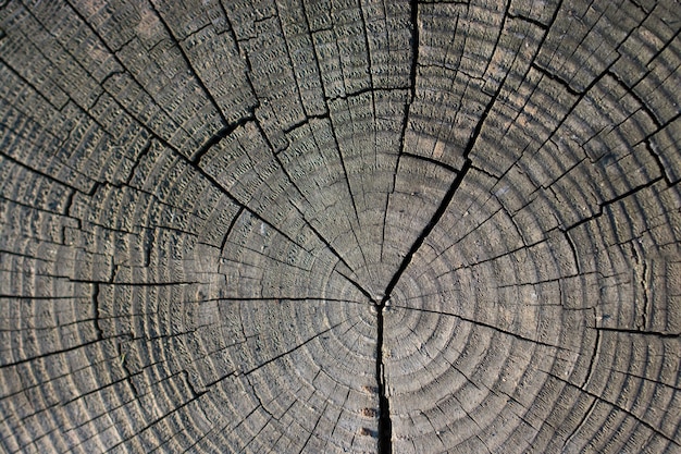 Cortar la superficie del tocón de árbol como fondo