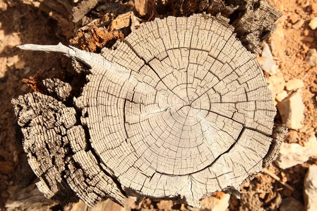 cortar textura de madera