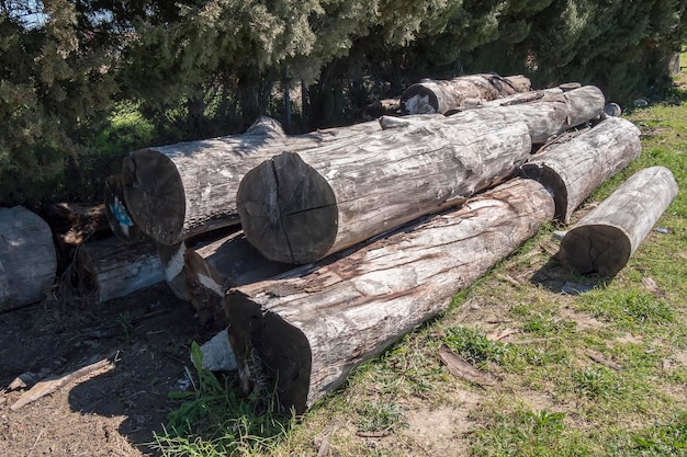 Cortar troncos en el bosque