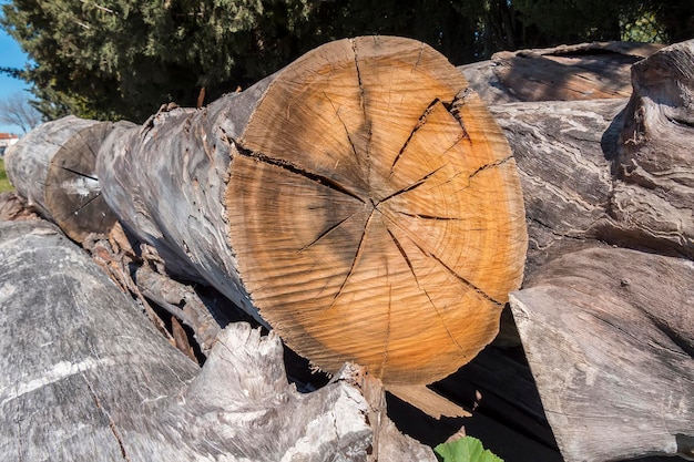 Cortar troncos en el bosque