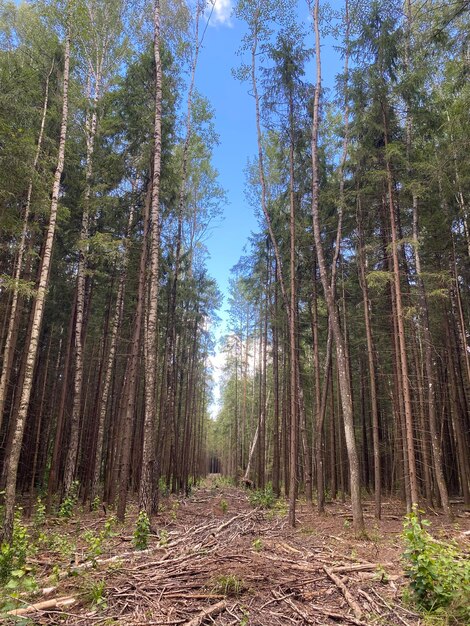 cortar troncos y ramas de la industria forestal que se encuentran en el suelo contra el fondo