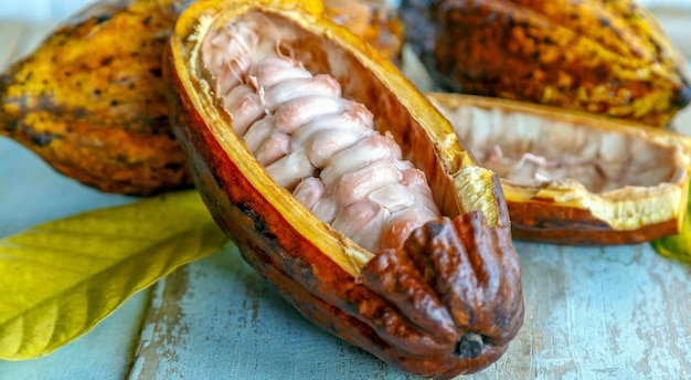 Cortar en vainas de cacao medio maduras o frutos de cacao amarillo Cosechar semillas de cacao en una mesa de madera