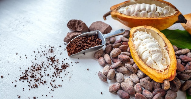 Cortar en vainas de cacao medio maduras con semillas de cacao blanco y cacao en polvo marrón sobre fondo blanco.