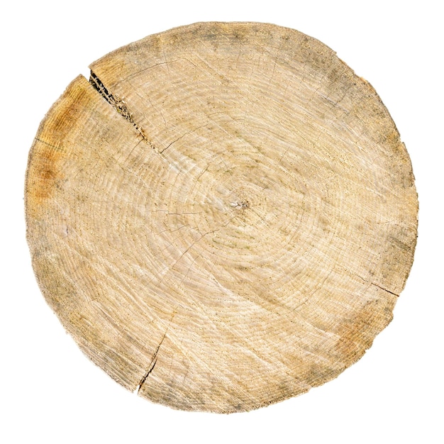 Corte a textura da árvore de toras redondas de madeira isolada