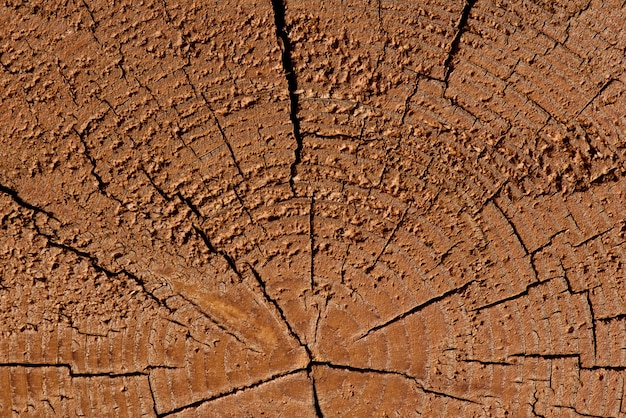 Foto un corte de un árbol, una hermosa textura de un árbol.