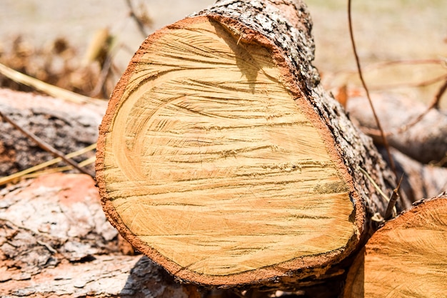 corte de árbol de madera