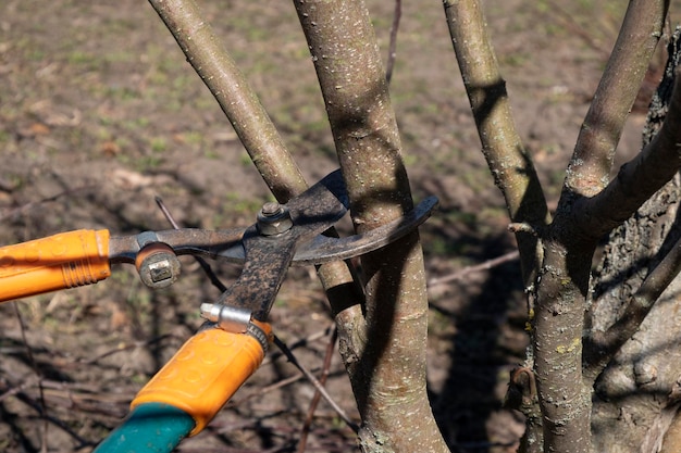 Corte de árvore de primavera com tesoura de poda limpeza de jardim