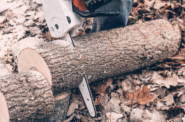 Corte de árvores com uma serra elétrica no outono na floresta