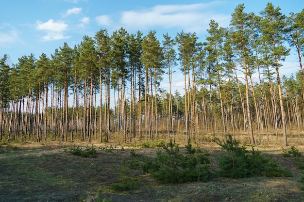 Corte de árvores Desmatamento e colheita de madeira para importação Um campo sem vida após o corte de árvores Paisagem de verão na floresta
