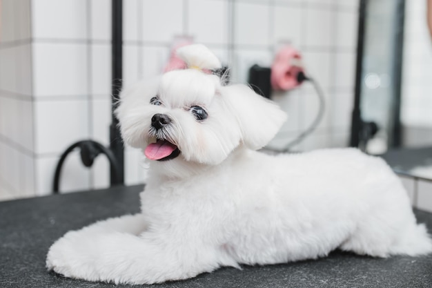 Corte de cabelo de um cachorrinho branco lindo e engraçado cachorro cachorro maltês foto de alta qualidade