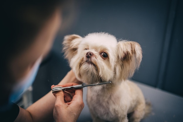 Corte de cabelo de um cachorrinho engraçado