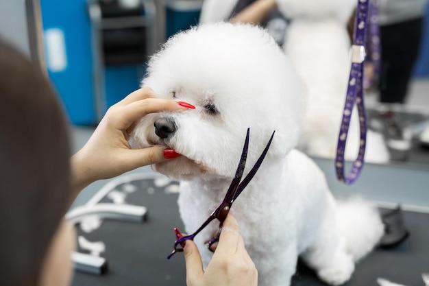 Corte de cabelo feminino Bichon Frise na mesa para preparação no salão de beleza para cães