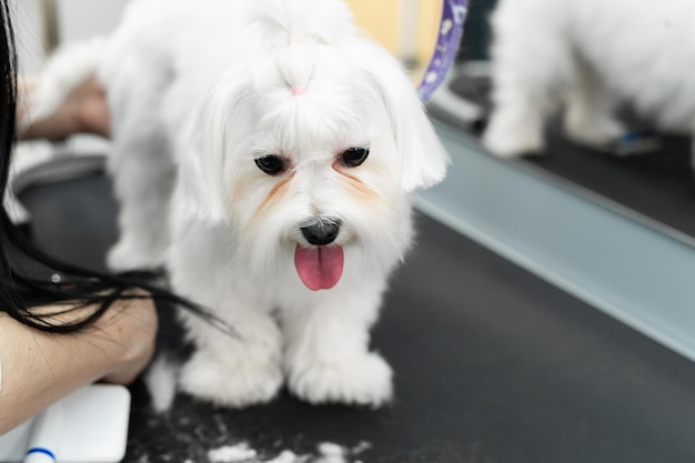 Corte de cabelo feminino Bolonka Bolognese na mesa para preparação no salão de beleza para cães