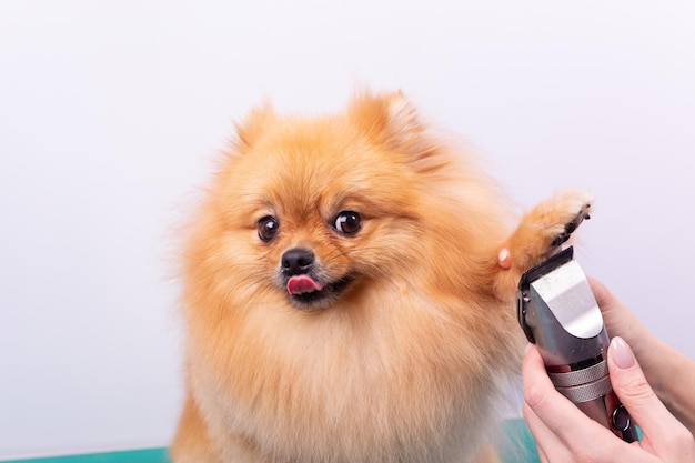 Corte de cabelo feminino Cão pomeranian com cabelo vermelho no salão de beleza para cães O conceito de preparação e cuidado de cães Corte de cabelo de cães nas patas com uma máquina de corte close-up