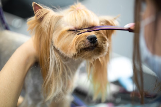 Corte de cabelo feminino yorkshire terrier na mesa para preparação no salão de beleza para cães