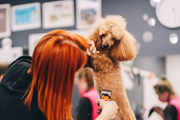 Corte de cabelo Poodle O mestre realiza trabalho no salão de beleza