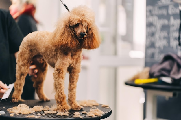 Corte de cabelo Poodle O mestre realiza trabalho no salão de beleza