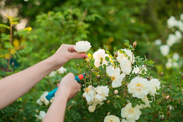 Corte de flores brancas das flores do arbusto rosehip no verão
