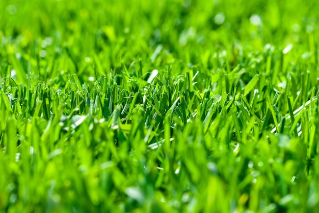 Corte de grama verde no gramado, profundidade de campo rasa