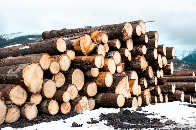 Corte de madeira no inverno Pilha de troncos de toras de madeira na floresta Indústria madeireira florestal
