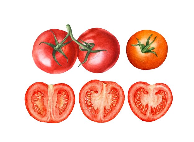 Corte de tomate aquarela tomate isolado no fundo branco
